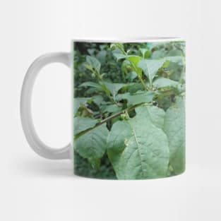 Deadly Nightshade Mug